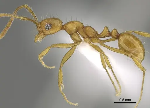 Megalomyrmex longinoi - CASENT0619093