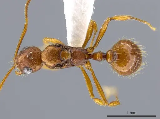 Megalomyrmex longinoi - CASENT0619100