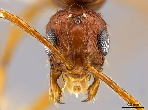 Megalomyrmex longinoi - CASENT0619100