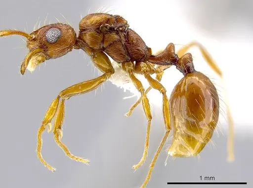 Megalomyrmex longinoi - CASENT0619100