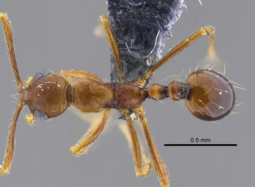 Megalomyrmex longinoi - CBUMAGENT41867