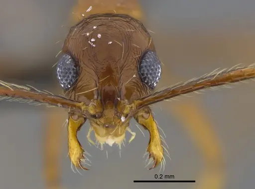 Megalomyrmex longinoi - CBUMAGENT41867