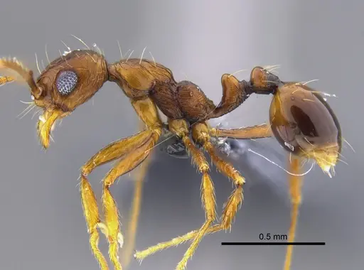 Megalomyrmex longinoi - CBUMAGENT41867