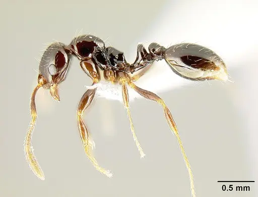 Megalomyrmex megadrifti specimen