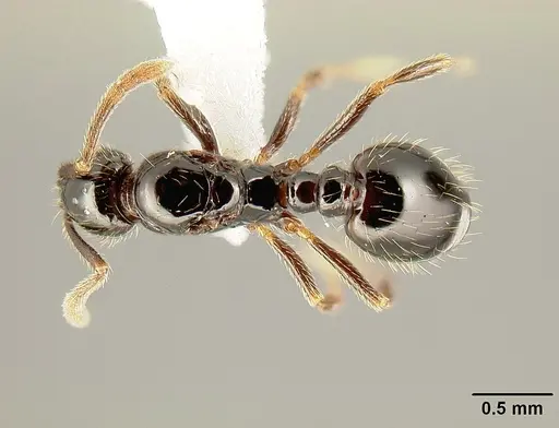 Megalomyrmex megadrifti - CASENT0611359