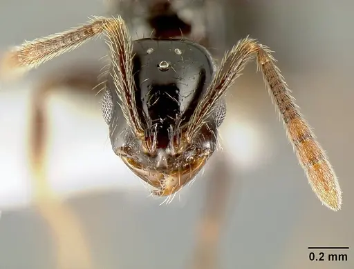 Megalomyrmex megadrifti - CASENT0611359