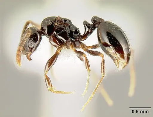 Megalomyrmex megadrifti - CASENT0611359