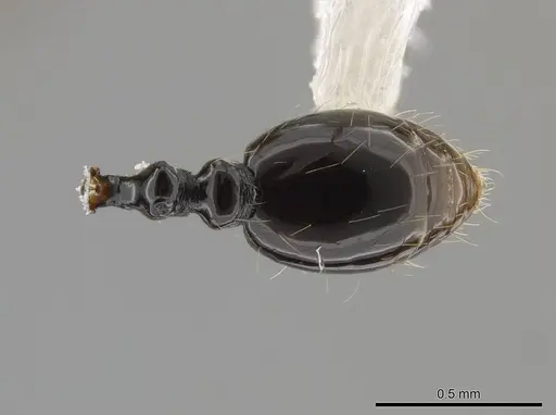 Megalomyrmex megadrifti - CASENT0630906