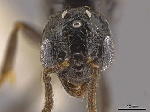 Megalomyrmex megadrifti - CASENT0630906