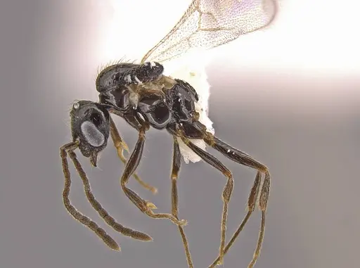 Megalomyrmex megadrifti - CASENT0630906