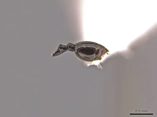 Megalomyrmex megadrifti - CASENT0630906