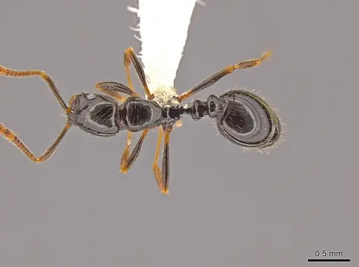 Megalomyrmex megadrifti - CASENT0630930