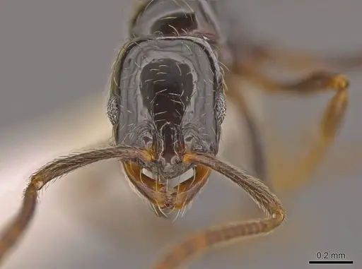 Megalomyrmex megadrifti - CASENT0630930