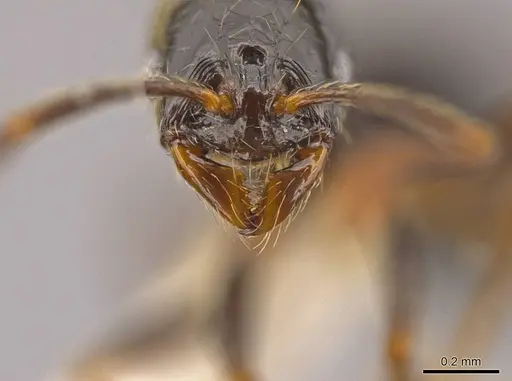 Megalomyrmex megadrifti - CASENT0630930