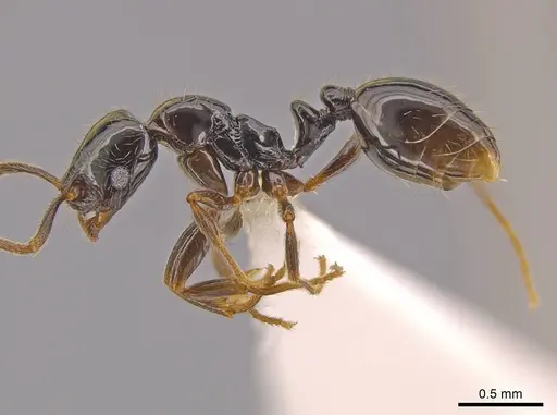 Megalomyrmex megadrifti - CASENT0630930