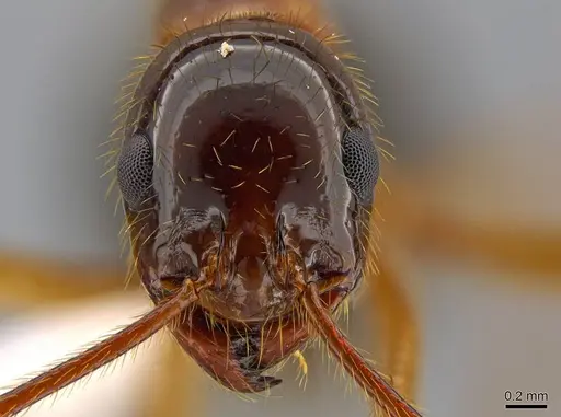 Megalomyrmex milenae specimen