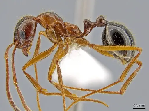 Megalomyrmex milenae specimen