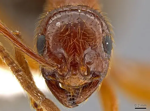 Megalomyrmex milenae - CASENT0630043