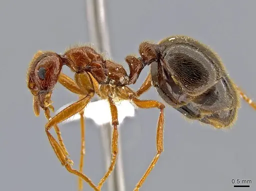 Megalomyrmex milenae - CASENT0630043