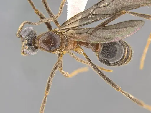 Megalomyrmex milenae - CASENT0630869