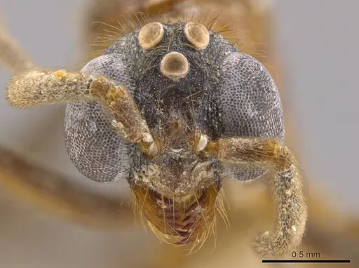 Megalomyrmex milenae - CASENT0630869