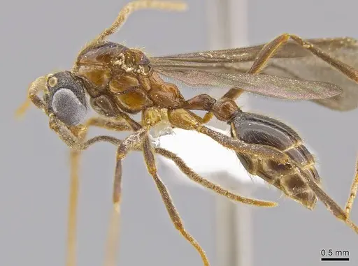 Megalomyrmex milenae - CASENT0630869