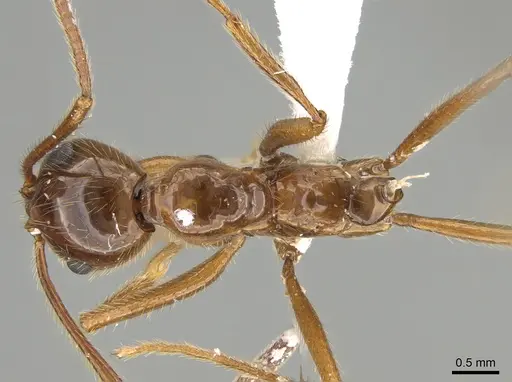 Megalomyrmex milenae - CASENT0630984