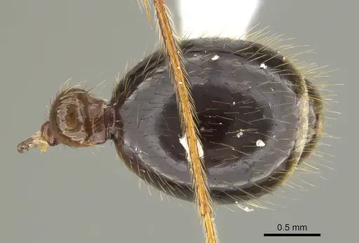 Megalomyrmex milenae - CASENT0630984