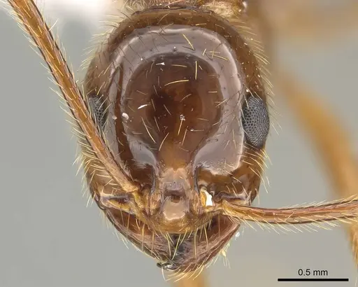 Megalomyrmex milenae - CASENT0630984