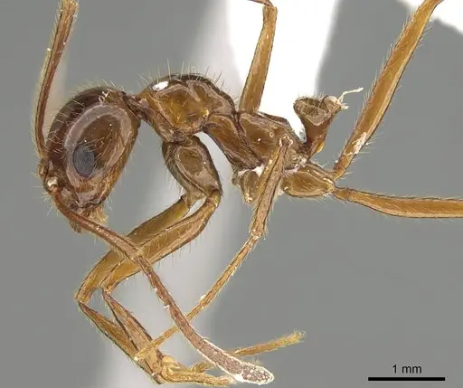 Megalomyrmex milenae - CASENT0630984