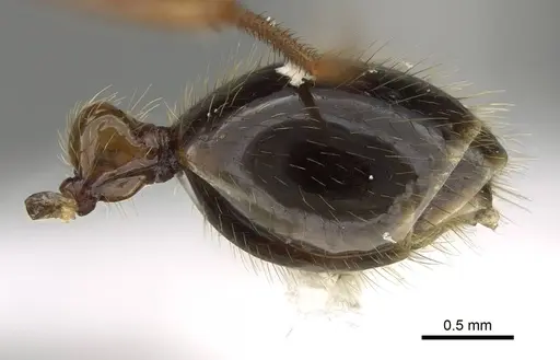 Megalomyrmex milenae - CASENT0630984