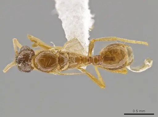 Megalomyrmex miri specimen