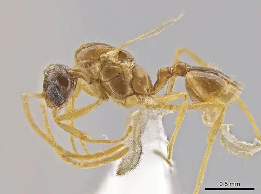 Megalomyrmex miri specimen