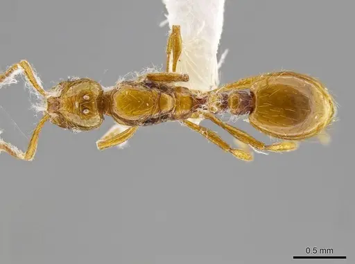 Megalomyrmex miri - CASENT0630875