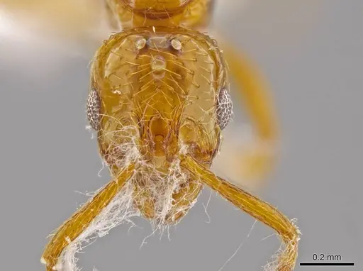 Megalomyrmex miri - CASENT0630875