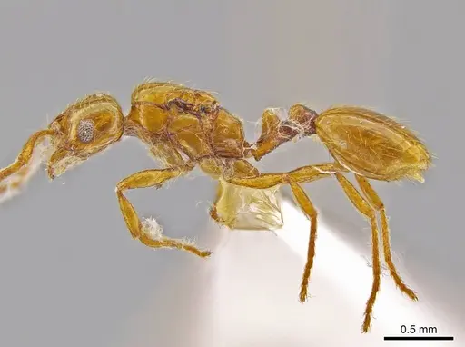 Megalomyrmex miri - CASENT0630875