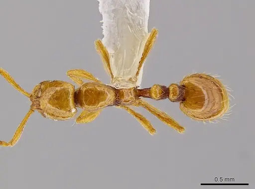 Megalomyrmex miri - CASENT0631003