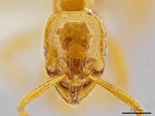 Megalomyrmex miri - CASENT0631003