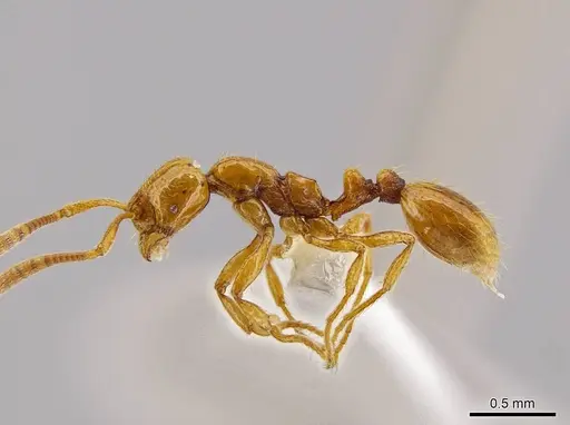 Megalomyrmex miri - CASENT0631003