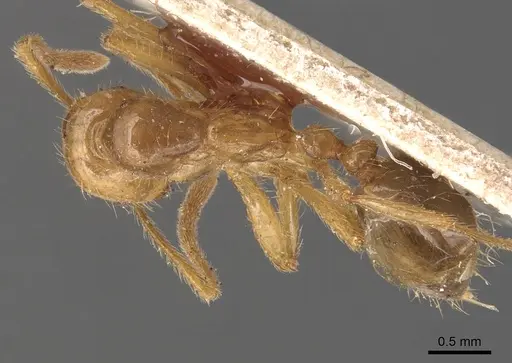 Megalomyrmex modestus specimen