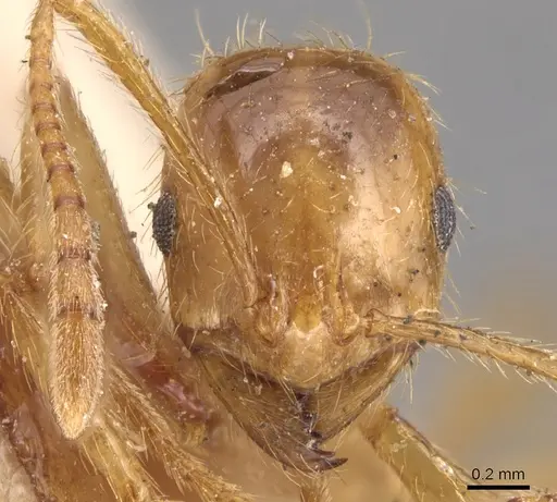 Megalomyrmex modestus specimen