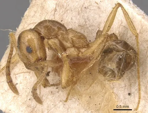 Megalomyrmex modestus specimen