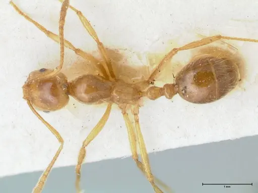 Megalomyrmex modestus - FOCOL1758