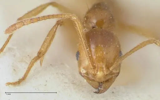 Megalomyrmex modestus - FOCOL1758