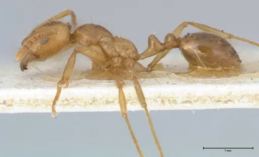 Megalomyrmex modestus - FOCOL1758