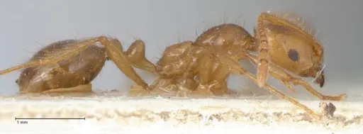 Megalomyrmex modestus - FOCOL1758