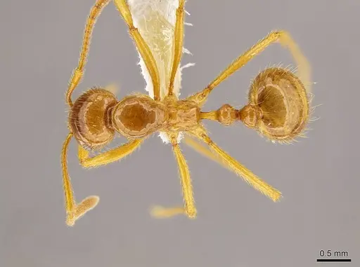 Megalomyrmex modestus - INBIOCRI001281465