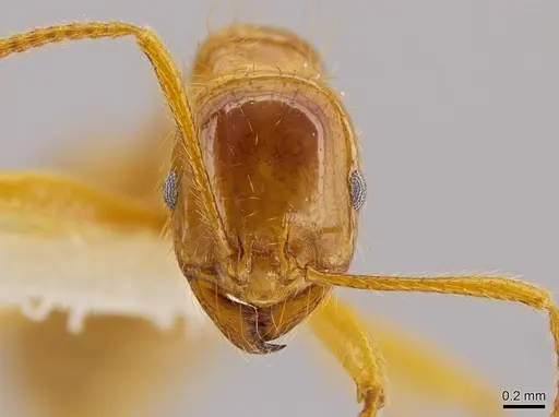 Megalomyrmex modestus - INBIOCRI001281465