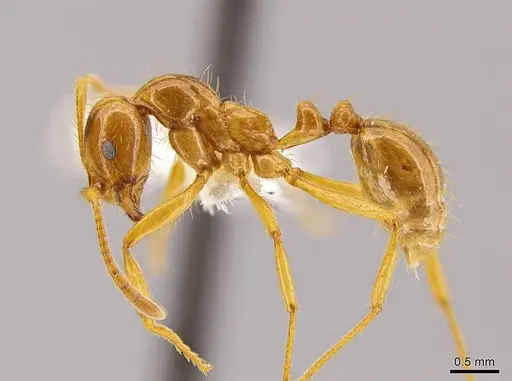 Megalomyrmex modestus - INBIOCRI001281465