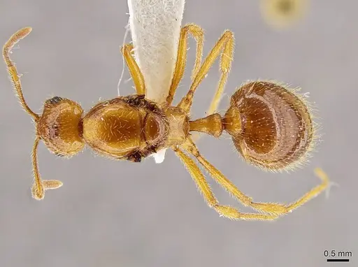 Megalomyrmex modestus - INBIOCRI002280179